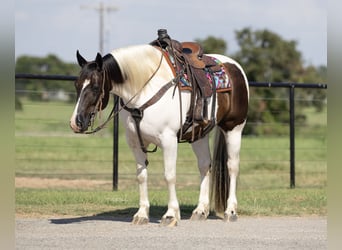 Tinker Mix, Wallach, 9 Jahre, 147 cm