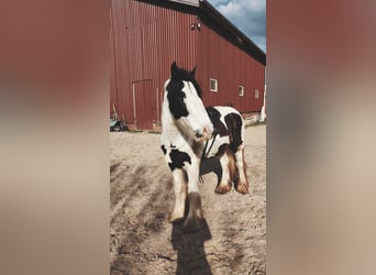 Tinker, Wallach, 9 Jahre, 148 cm