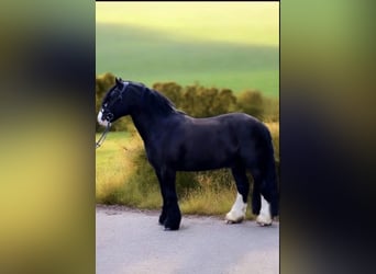 Tinker, Wallach, 9 Jahre, 148 cm, Rappe