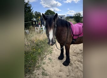 Tinker, Wallach, 9 Jahre, 152 cm, Rappe