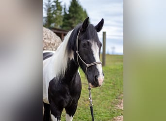 Tinker Mix, Wallach, 9 Jahre, 155 cm, Schecke