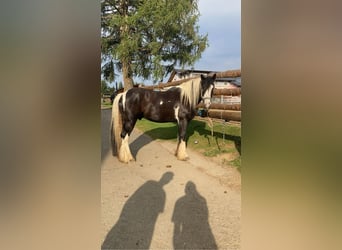 Tinker, Wallach, 9 Jahre, 165 cm, Schecke