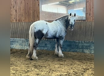 Tinker Mix, Wallach, 9 Jahre, 166 cm