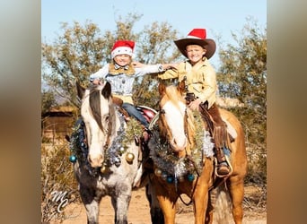 Tinker, Wallach, 9 Jahre, Palomino