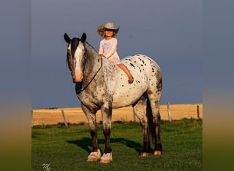 Tinker, Wallach, 9 Jahre, Palomino