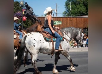 Tinker, Wallach, 9 Jahre, Palomino