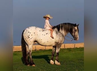 Tinker, Wallach, 9 Jahre, Palomino