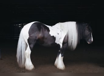 Tinker, Wallach, 9 Jahre, Schecke
