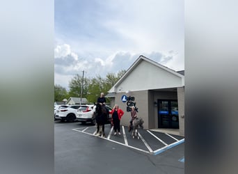 Tinker, Wallach, 9 Jahre