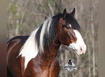 Tinker, Wallach, Fohlen (01/2026), 163 cm, Tobiano-alle-Farben