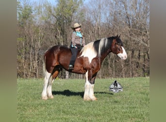 Tinker, Wallach, Fohlen (01/2026), 163 cm, Tobiano-alle-Farben