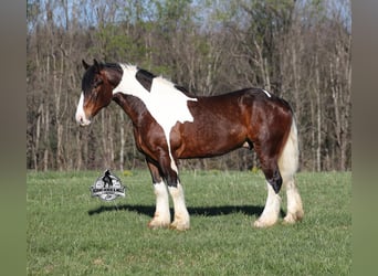 Tinker, Wallach, Fohlen (01/2026), 163 cm, Tobiano-alle-Farben
