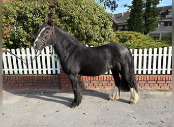 Tinker, Yegua, 10 años, 128 cm, Negro
