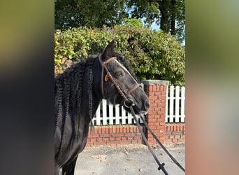 Tinker, Yegua, 10 años, 128 cm, Negro