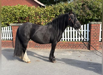 Tinker, Yegua, 10 años, 128 cm, Negro