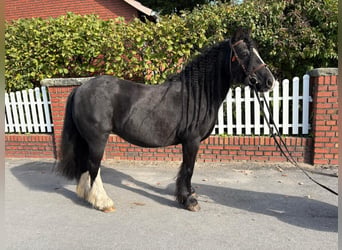 Tinker, Yegua, 10 años, 128 cm, Negro