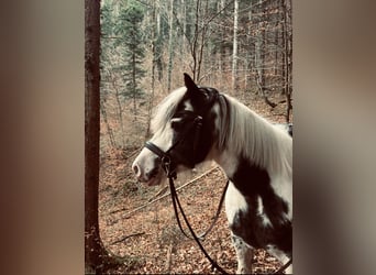 Tinker, Yegua, 10 años, 133 cm, White/Blanco