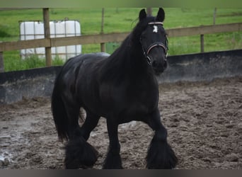 Tinker, Yegua, 10 años, 140 cm, Negro