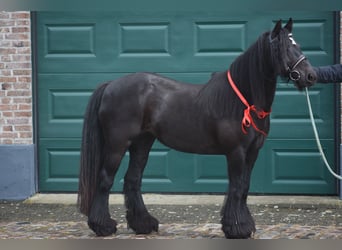 Tinker, Yegua, 10 años, 140 cm, Negro