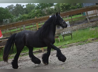 Tinker, Yegua, 10 años, 140 cm, Negro