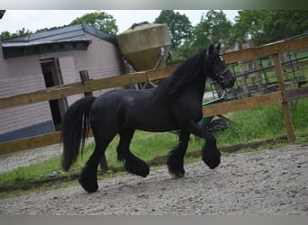 Tinker, Yegua, 10 años, 140 cm, Negro