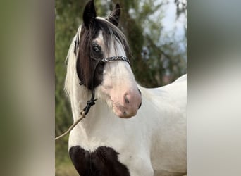 Tinker, Yegua, 10 años, 143 cm, Pío