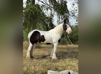Tinker, Yegua, 10 años, 143 cm, Pío