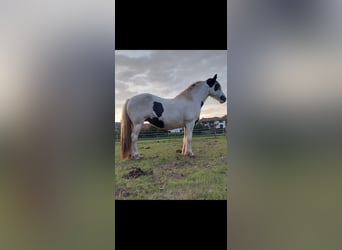 Tinker, Yegua, 10 años, 148 cm