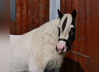 Tinker, Yegua, 10 años, 153 cm