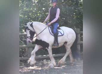 Tinker, Yegua, 10 años, 153 cm
