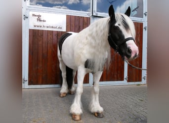 Tinker, Yegua, 10 años, 153 cm