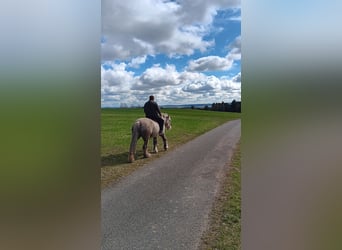 Tinker, Yegua, 10 años, 158 cm, Palomino