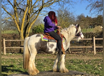 Tinker, Yegua, 11 años, 140 cm, Pío