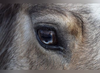 Tinker, Yegua, 11 años, 142 cm, Buckskin/Bayo