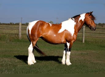 Tinker Mestizo, Yegua, 11 años, 142 cm, Pío