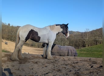 Tinker, Yegua, 11 años, 148 cm, Pío