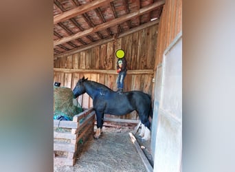 Tinker, Yegua, 11 años, 150 cm, Negro