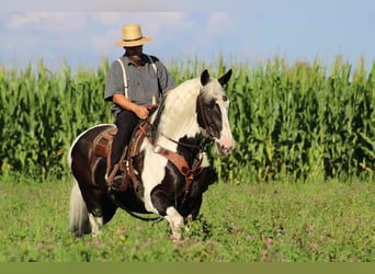 Tinker Mestizo, Yegua, 11 años, 170 cm, Pío
