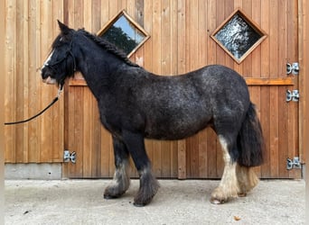 Tinker, Yegua, 12 años, 138 cm, Ruano azulado