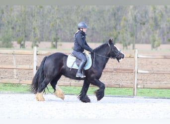 Tinker, Yegua, 12 años, 140 cm, Negro