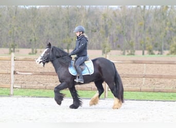 Tinker, Yegua, 12 años, 142 cm, Negro