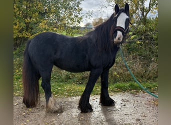 Tinker, Yegua, 12 años, 145 cm, Negro