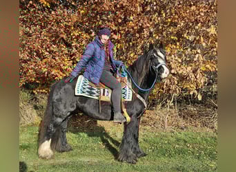Tinker, Yegua, 12 años, 145 cm, Negro