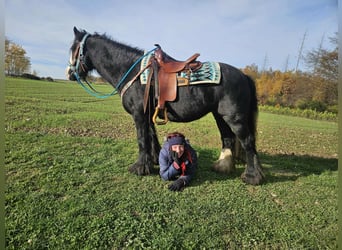 Tinker, Yegua, 12 años, 145 cm, Negro