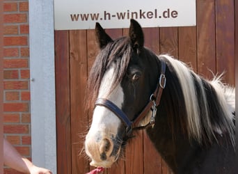 Tinker, Yegua, 13 años, 128 cm