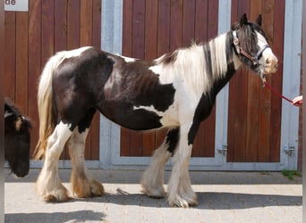 Tinker, Yegua, 13 años, 128 cm