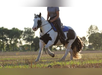 Tinker, Yegua, 13 años, 143 cm, Overo-todas las-capas