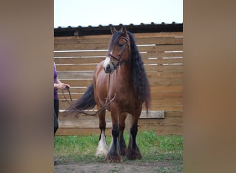 Tinker, Yegua, 13 años, 155 cm, Castaño