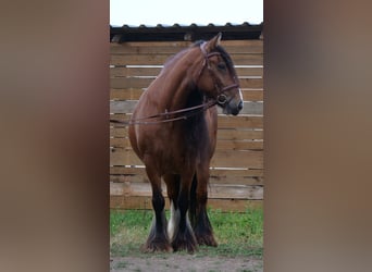 Tinker, Yegua, 13 años, 155 cm, Castaño