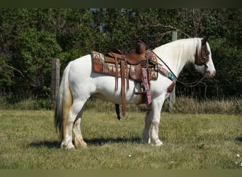 Tinker Mestizo, Yegua, 13 años, Pío